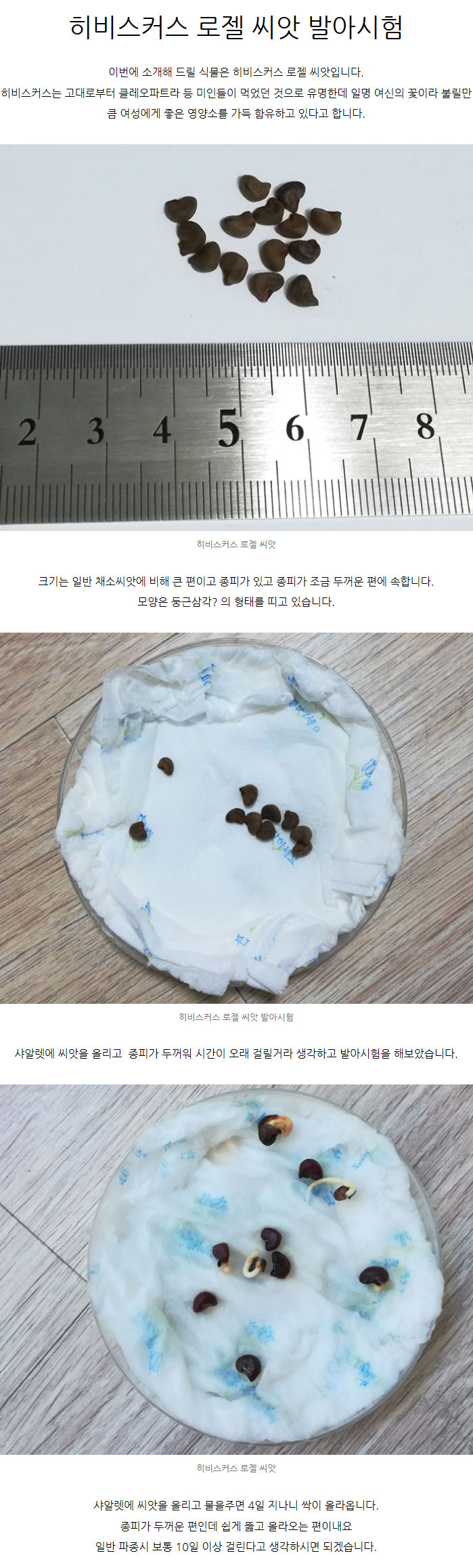 히비스커스씨앗 로젤 히비스커스